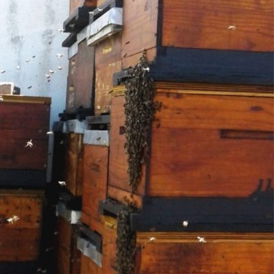 New Swarm Attracted to Beehive