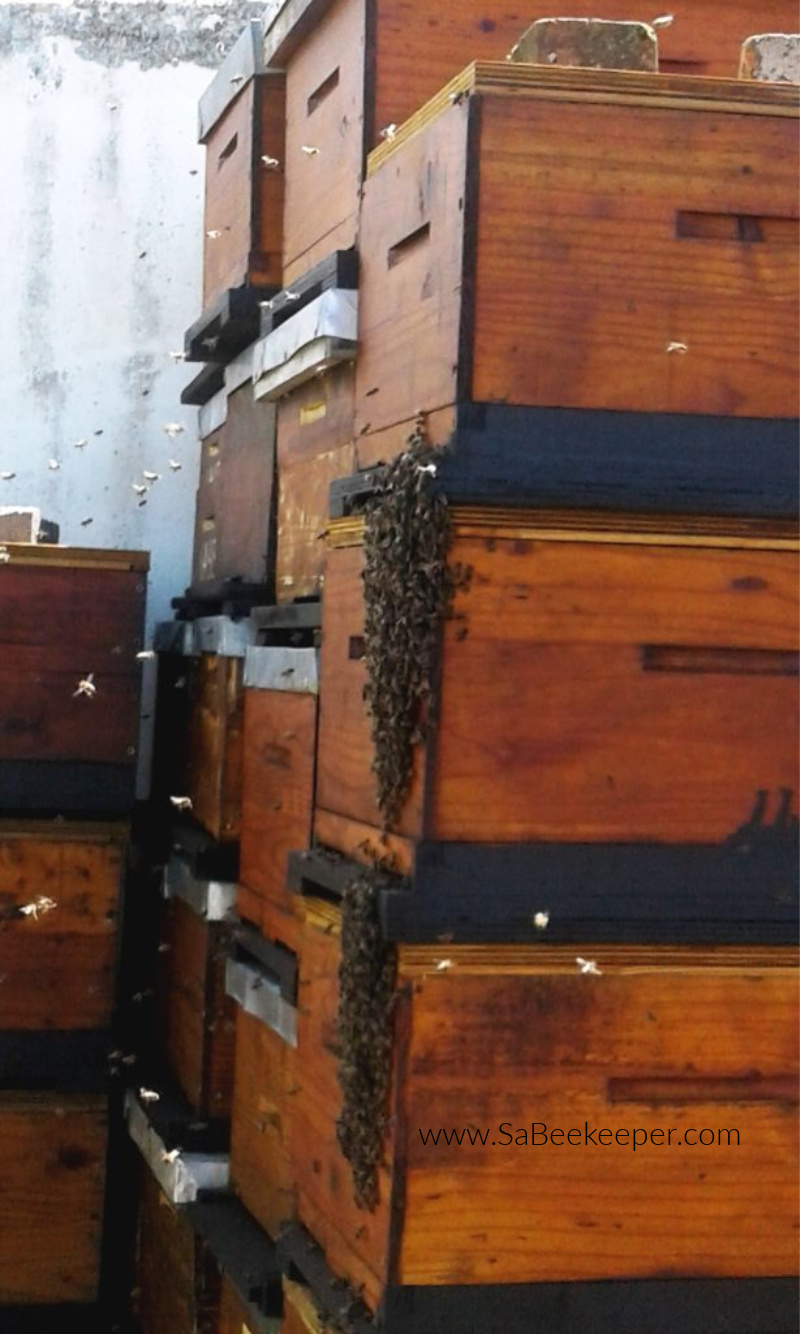 honey beehives newly made and drying out, new swarm arrives and enters the new box
