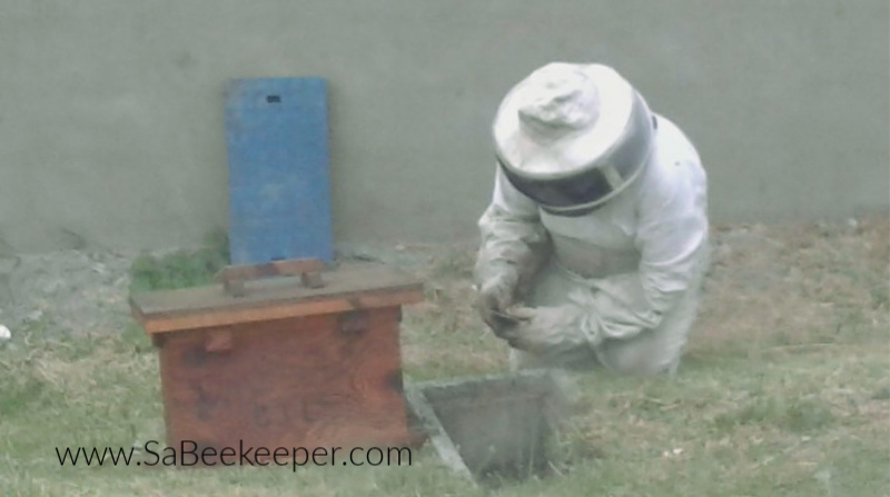 rescuing other small bee swarms by houses
