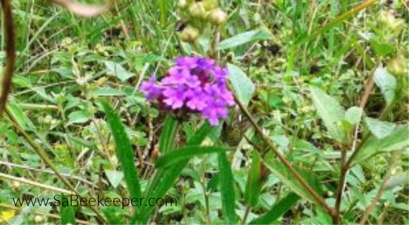 a purple wild flower in the fields.