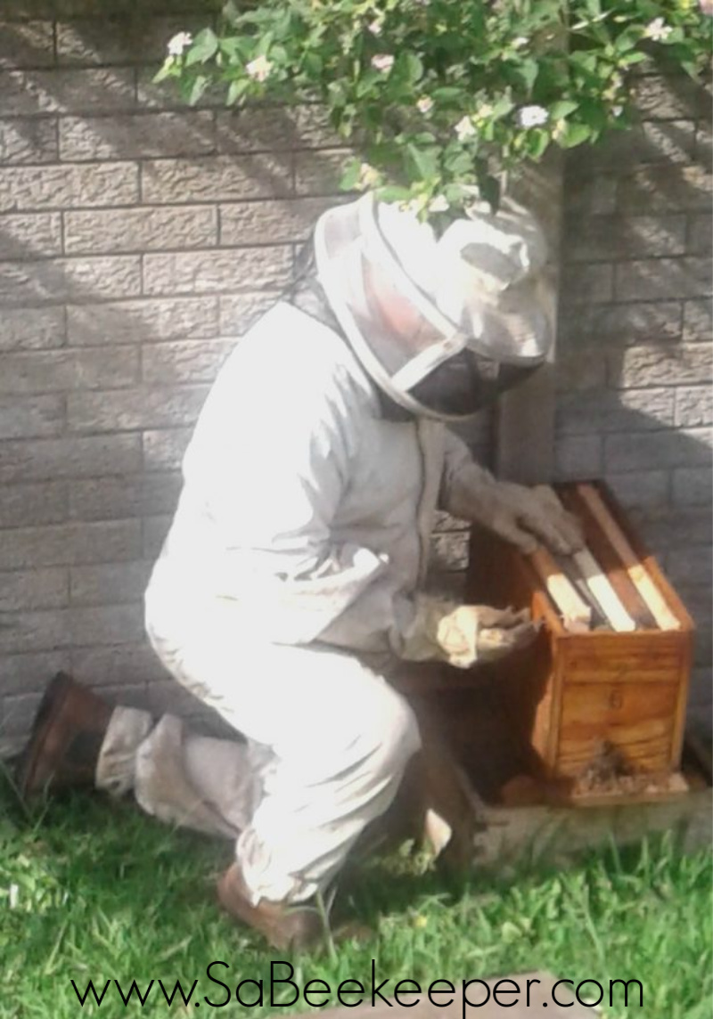 checking the catching box is the bees settled and are building on combs
