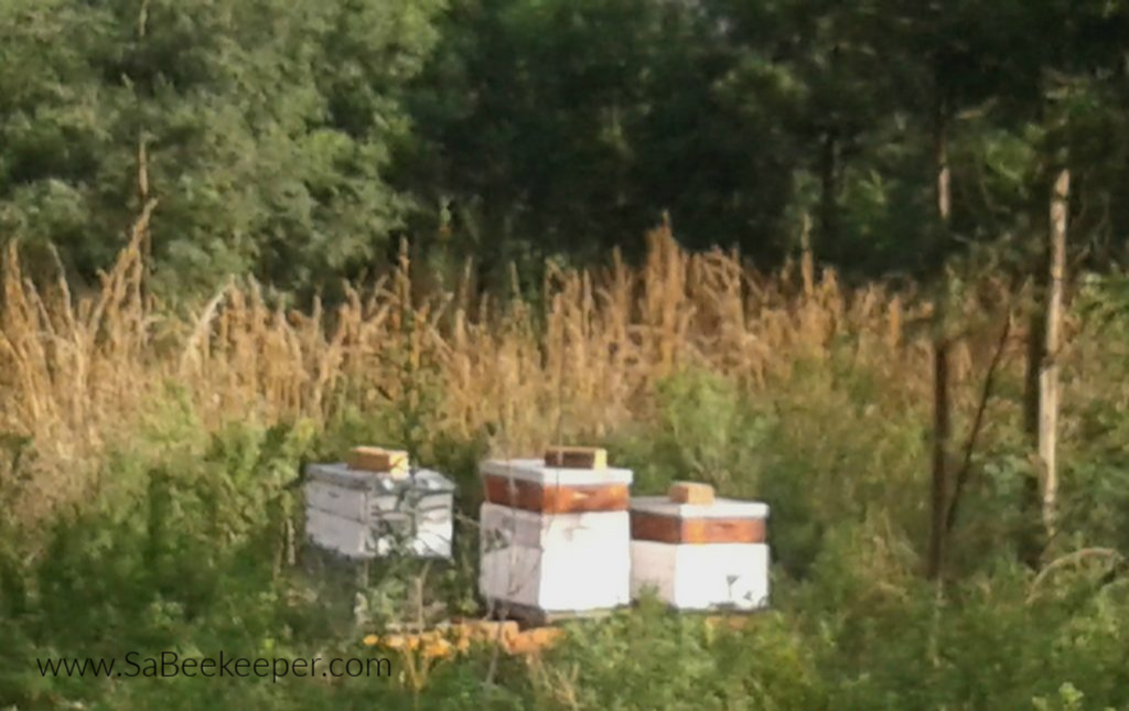 the beehives on stands under some trees.