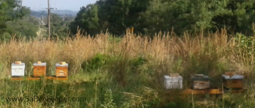 a few established beehives in the grassy fields in south africa
