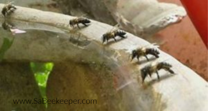 a fountain that some honey bees are drinking water from an edge