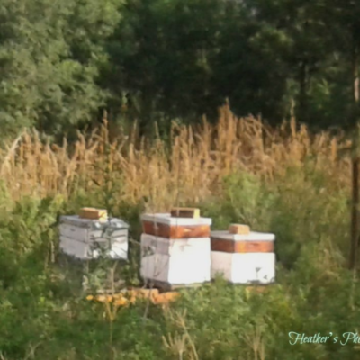 Beehives in the Fields