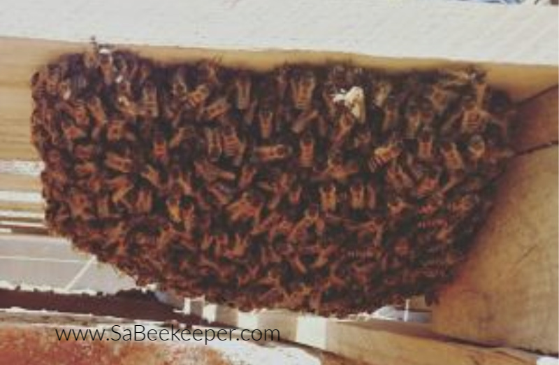 a new swarm of bees hanging under a plank of wood protecting their queen
