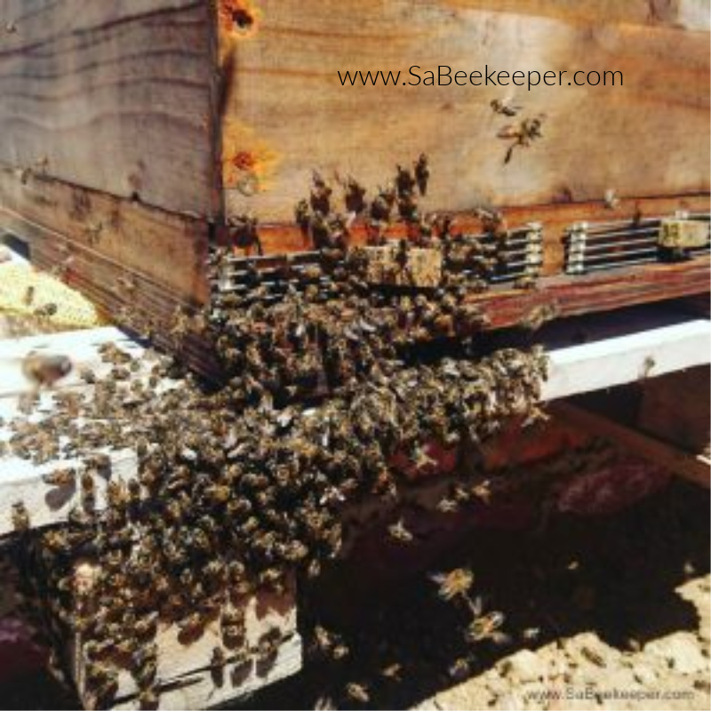 a beehive placed near the hanging swarm and then the queen placed inside and the bees all flowing into the box
