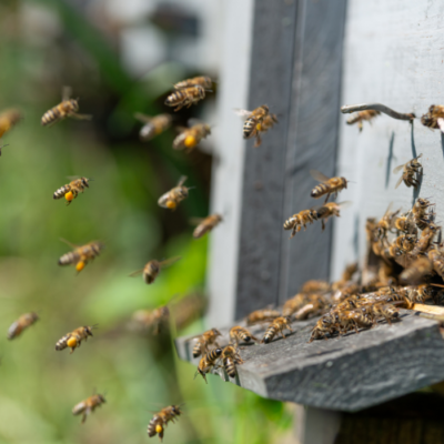 Life Cycle of a Honey Bee