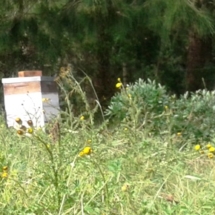 bee boxes in fields