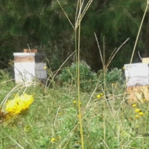 natural wild flowers