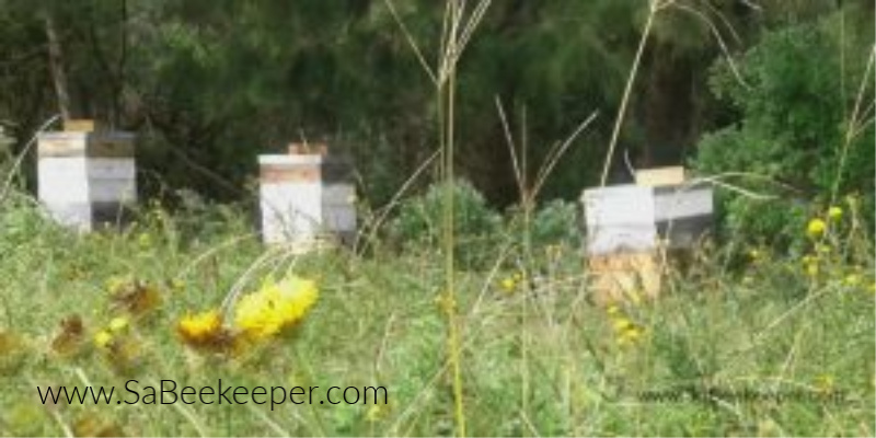 a few large beehives in fields with wild flowers
