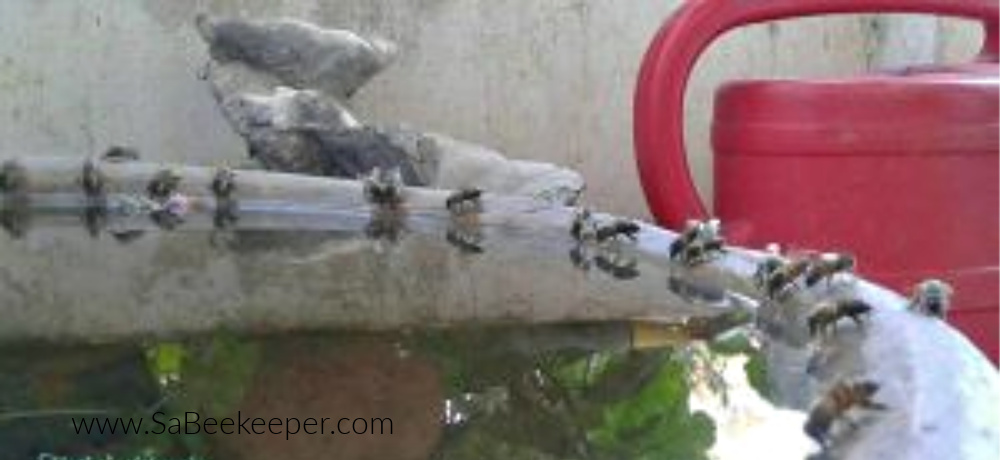 thirsty honey bees drinking water on a very hot day