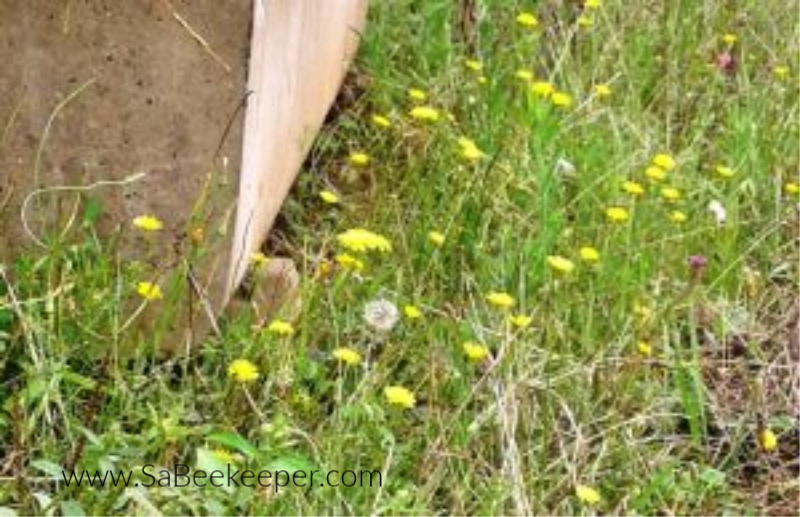 some yellow wild flowers