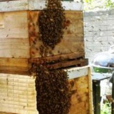 New Bee Swarm South Africa