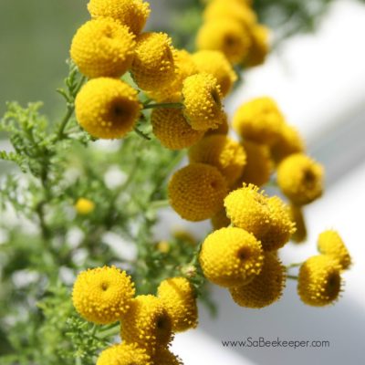 Farm Flowers for Bees