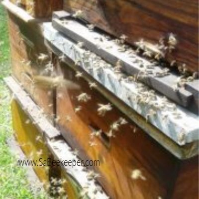Honey Bee Swarm Arriving.
