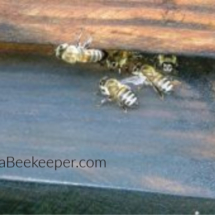 bees-in-box-300x170 bb