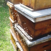 boxes and new bees