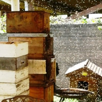New Honey Bee Swarm Arrival