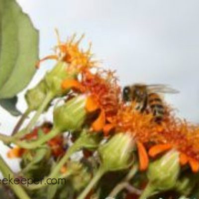 Ecuador Honey Bees