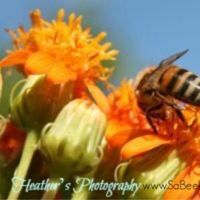 Flowers and Busy Honey Bees in Ecuador.