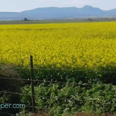 Canola Fields and Swarms.