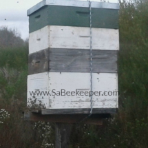 Beehive at fymbos and honey bees