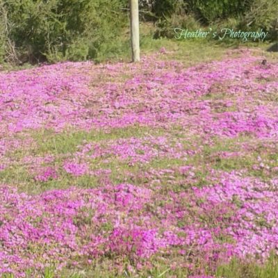 Established Bee Swarms on Farm