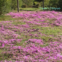 beehives and purple flowers, honey bee