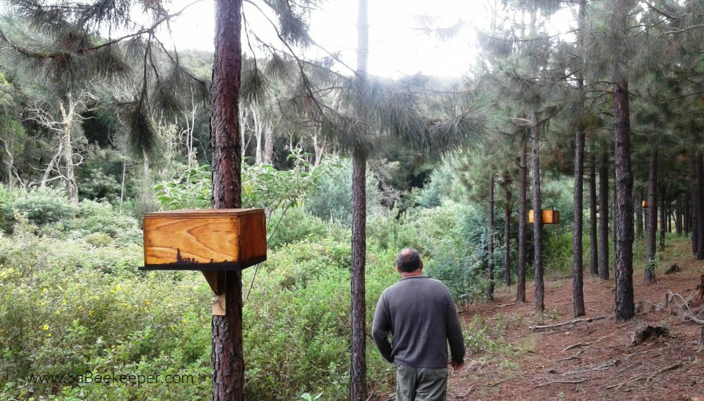a new catching box fitted on a tree in the forest

