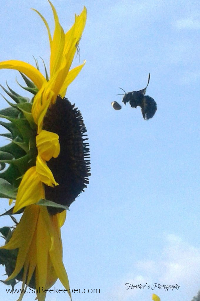 on this sunflower is a spider on the petals and a large carpenter bee arriving to the sunflower