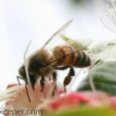 A Bees Life on Flowers