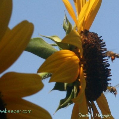 Honey Bees and Sunflowers