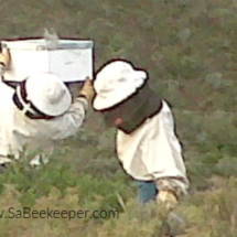 harvesting-honey oo