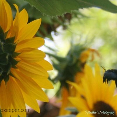 Carpenter Bee and Sunflowers