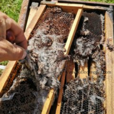 Wax Moth Pest in Beehive