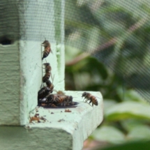 rescued swarm of bees