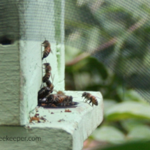 honey bee cleaning out brood box