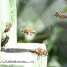 honey bee and brood box