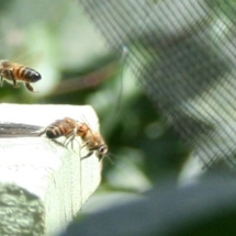 bees bringing back white pollen