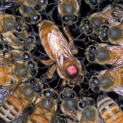 The Duties of the Honey Bee