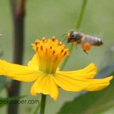 Pollen and the Bees