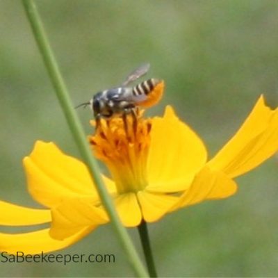 The Leafcutter Bees Life Cycle.