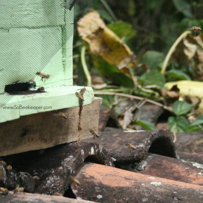 Honey Bees defend a Beehive