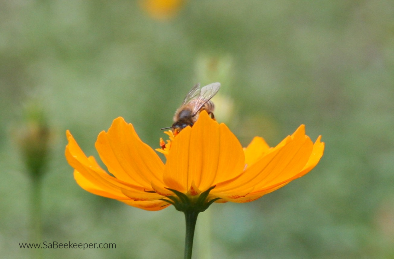 a bumblebee found in Ecuador on flowers foraging