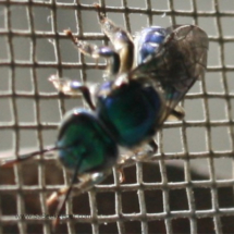 blue mason bee