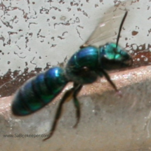 blue mason bee