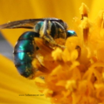 blue mason bee