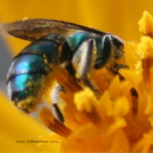 blue mason bee with pollen