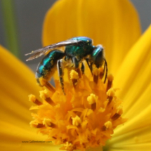blue mason bee